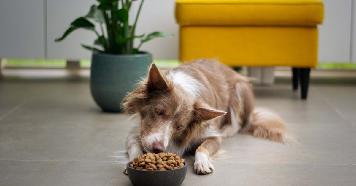 Best pet food manufacturer in Chennai – Canine Crown