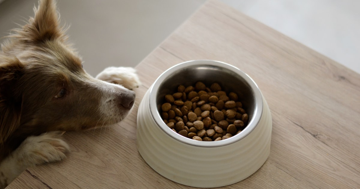Quality pet products in Chennai – Canine Crown
