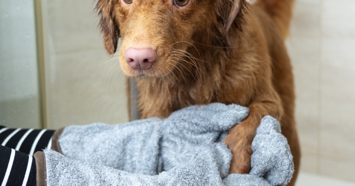 Dog grooming cosmetics in Chennai – Canine Crown