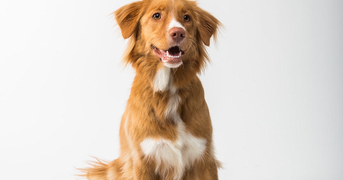 Best pet products for dogs in Chennai – Canine Crown