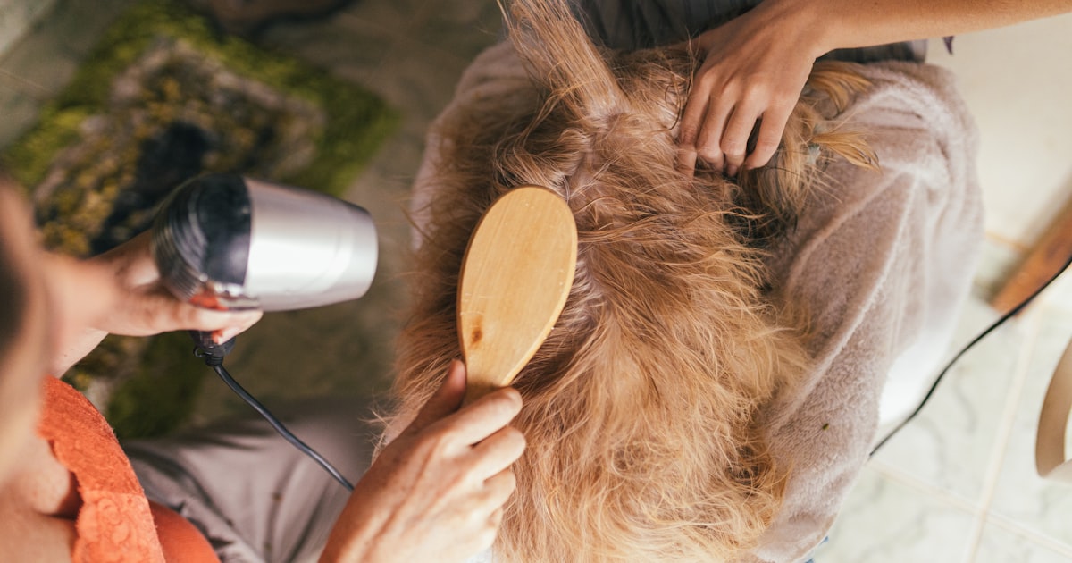 Dog grooming and cosmetic products in Chennai – Canine Crown