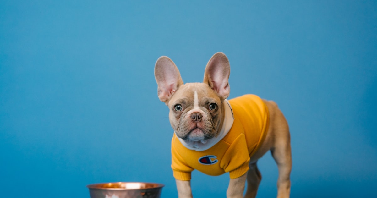 Natural safe pet nutrition products in Chennai – Canine Crown