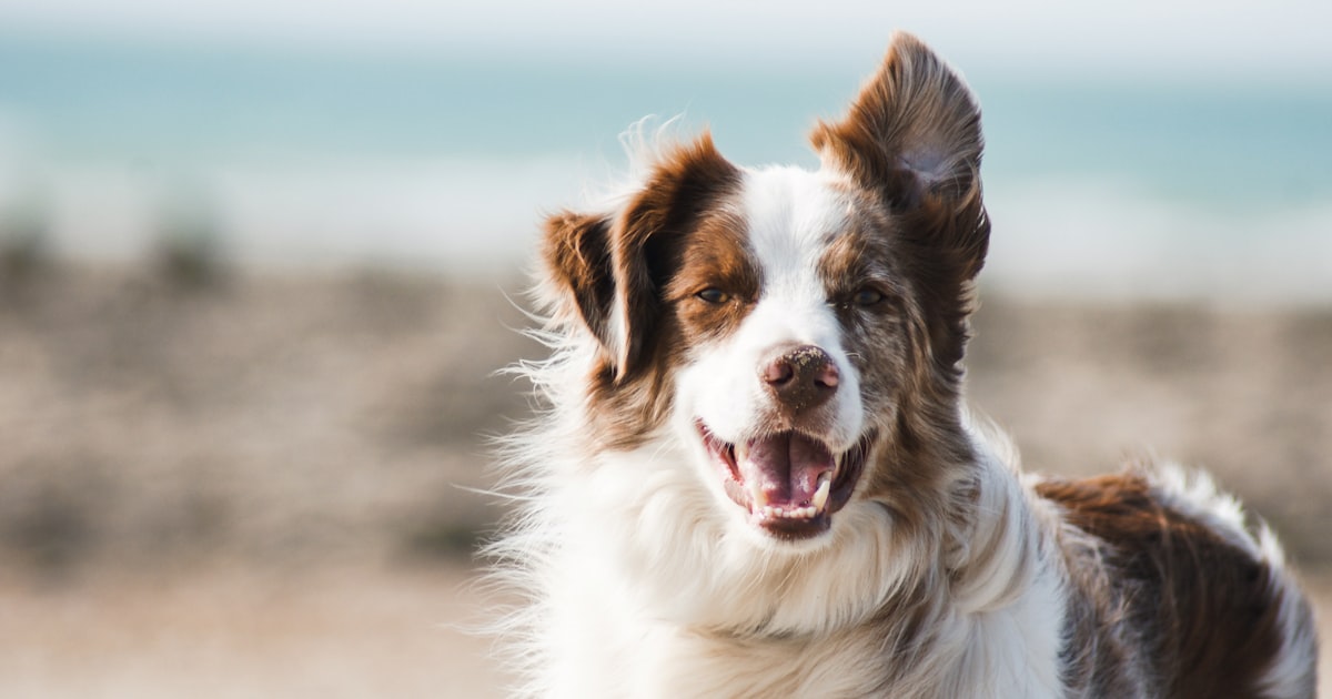 Best dog food distributor in Chennai – Canine Crown supply chain Tamil Nadu