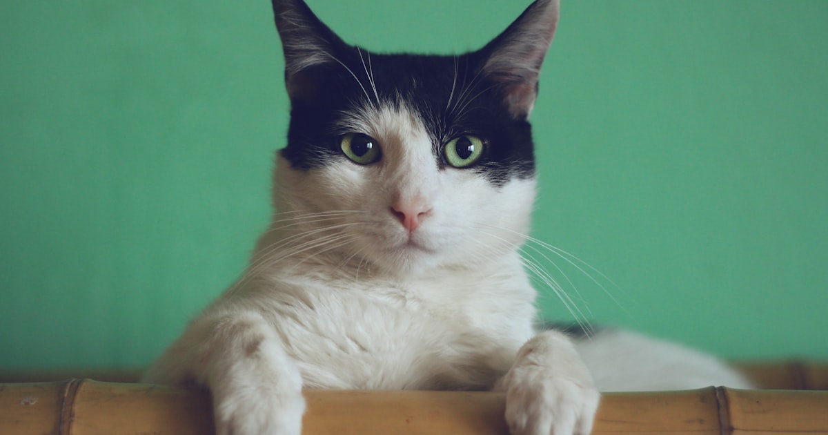 Premium cat food for kittens and adult cats in India – Canine Crown