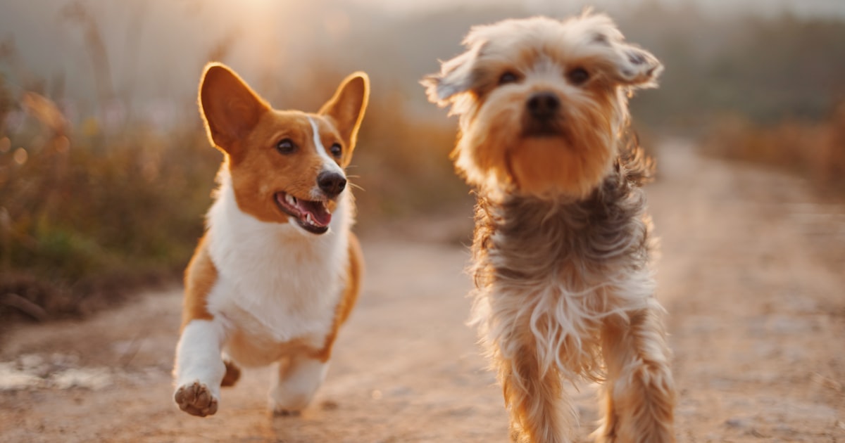 Best kitten food in India for breed-specific nutrition – Canine Crown