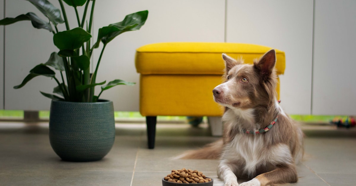 Premium dog food delivery in Tamil Nadu – Canine Crown