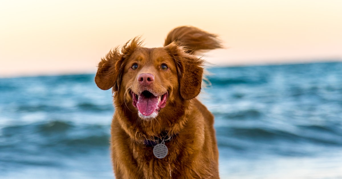 Dog food toppers for summer heat in Chennai – Canine Crown