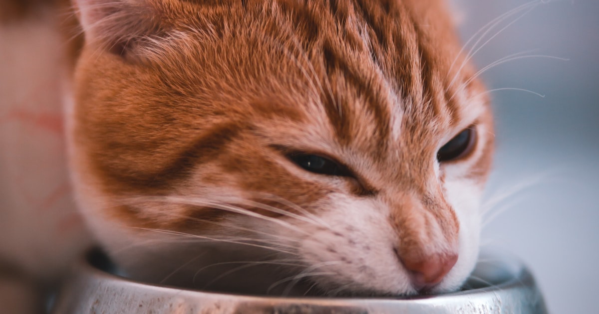 Cat food topper in Chennai – Canine Crown