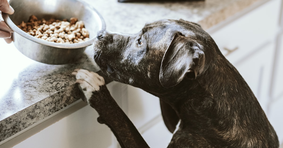 Pet food brands at T Nagar pet shops in Chennai – Canine Crown